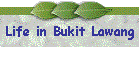 Life in Bukit Lawang