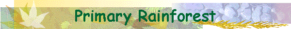 Primary Rainforest